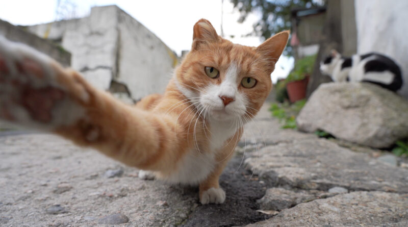 다큐멘터리 영화 꿈꾸는 고양이 스틸컷